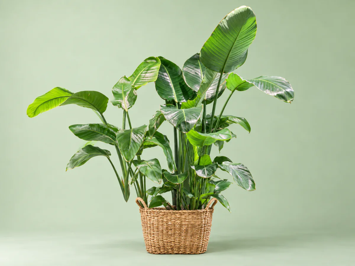 Grote groene kamerplant in een gevlochten mand